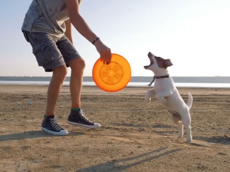 čovek dresira psa sa frizbijem