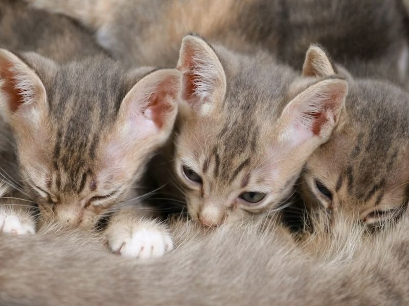 tri mala mačeta sisaju