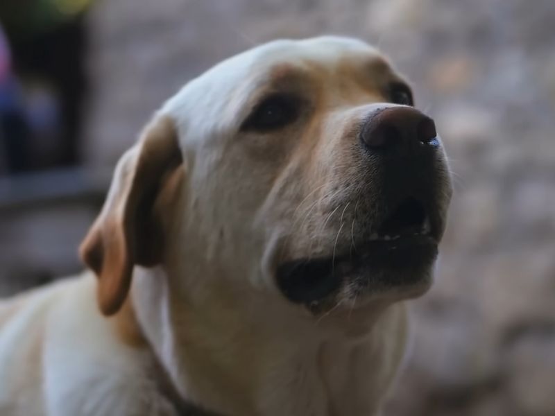 pas sedi i paljivo sluša vlasnika