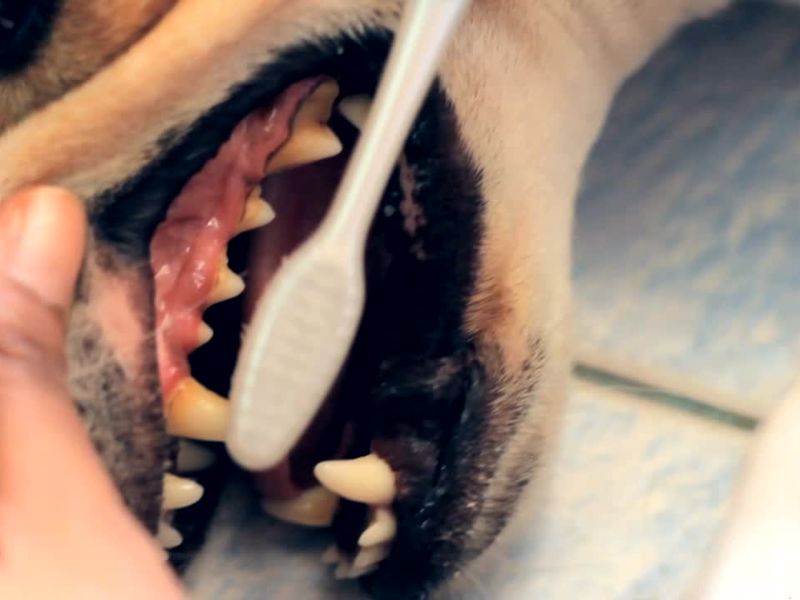 vlasnik pere zube svom psu