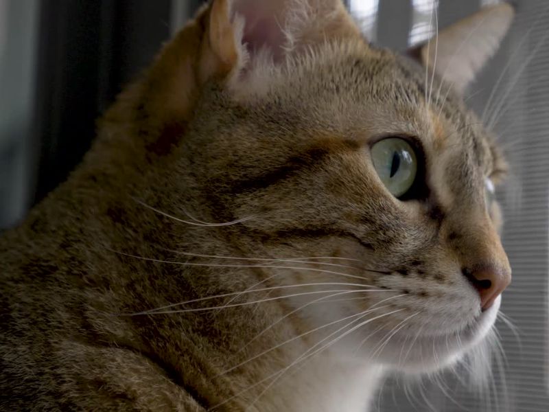 zumiran prikaz narandžasto bele mačke sa zelenim očima