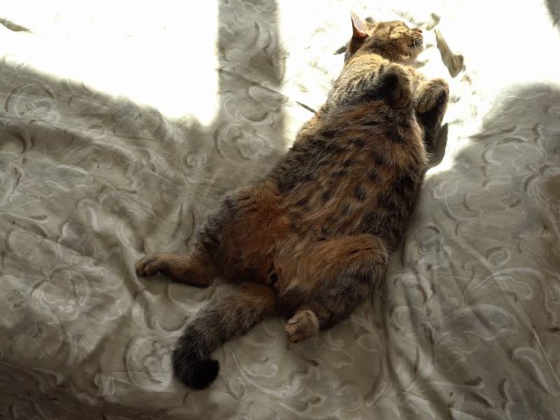 mačka leži na sunčanoj strani kreveta