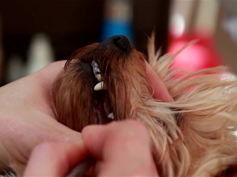 vlasnik pregleda zube svom psu