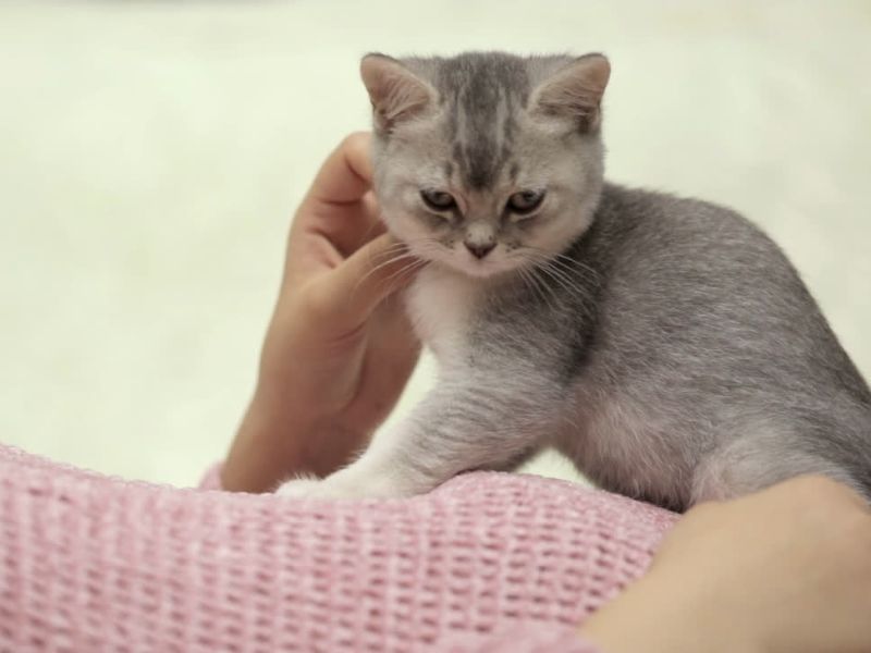 mačka sedi na stomaku svoje vlasnice