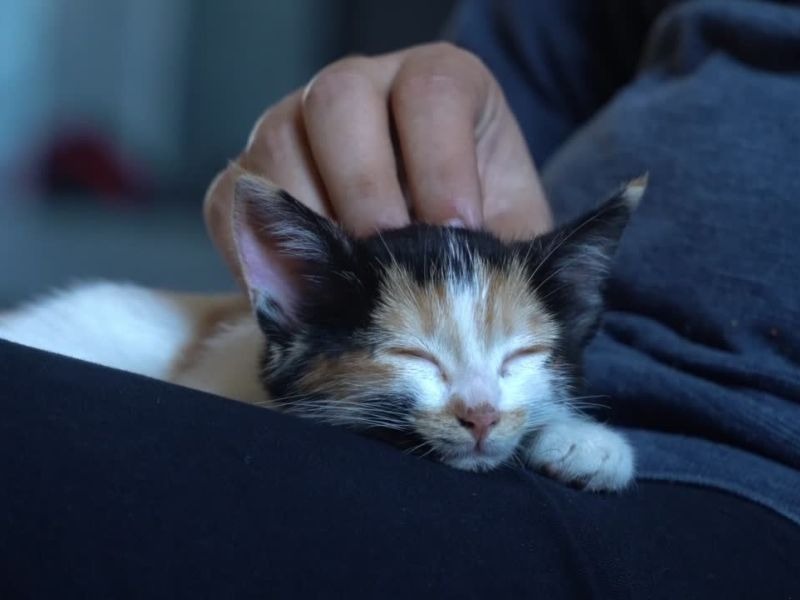 mačka spava na svojoj vlasnici