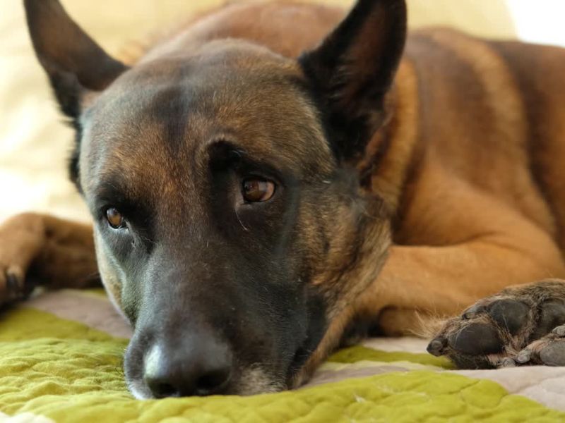 bolestan pas leži na krevetu