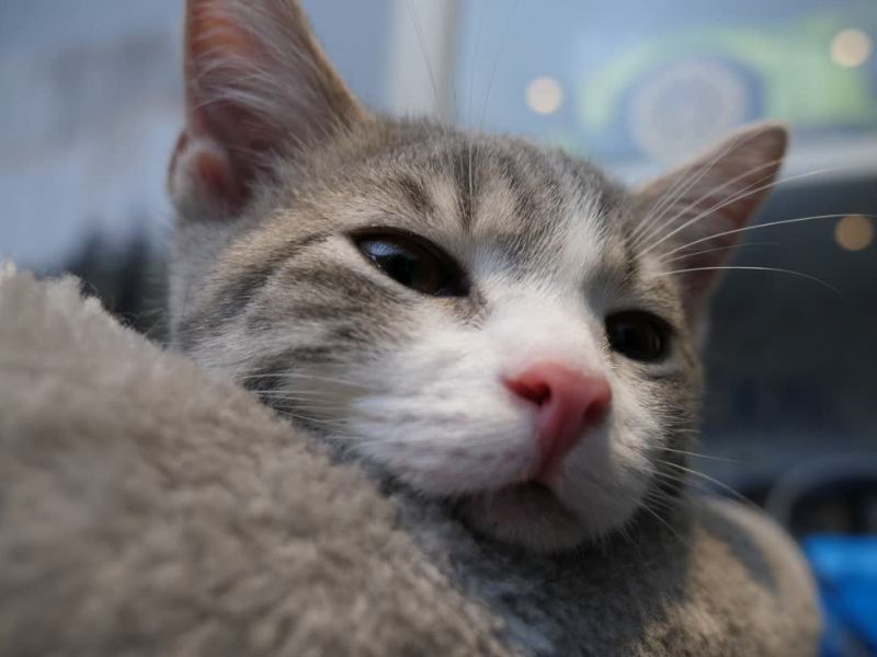 mačka umotana u ćebe leži 