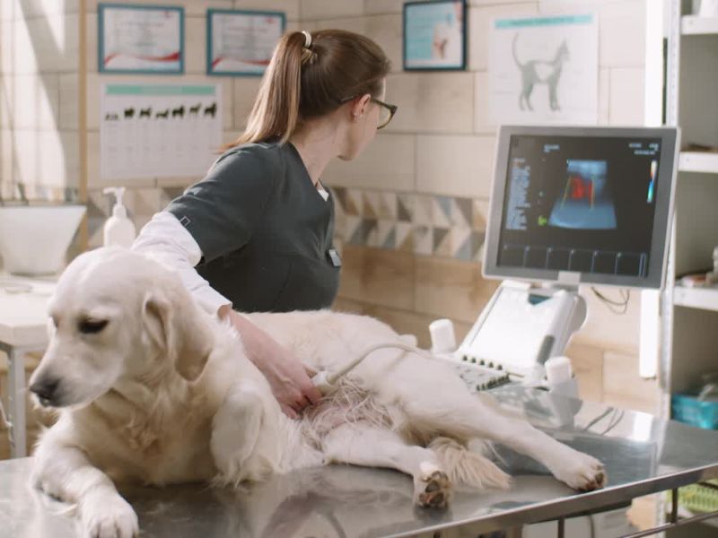 trudan pas na ultrazvučnom pregledu kod veterinara