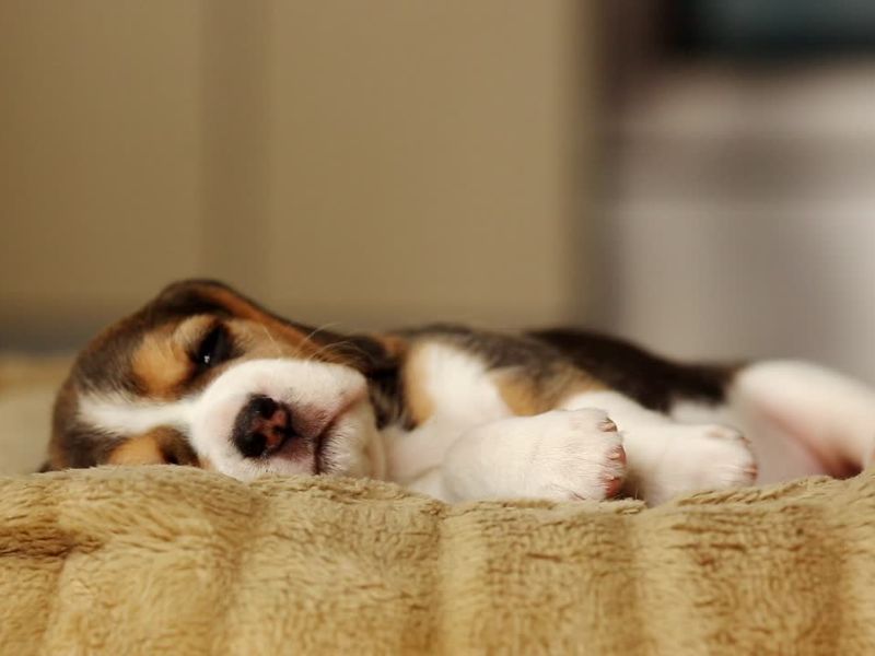 štene koje boluje od temeprature leži na krevetu