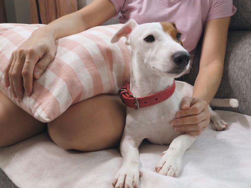 vlasica mazi trudnu kuju po stomaku i ramenima