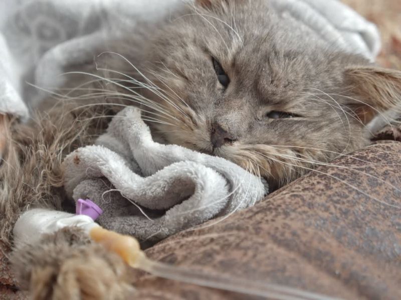 bolesna mačka leži na krevetu i prima infuziju