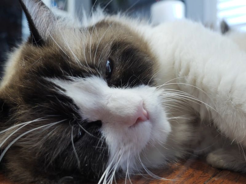 bolesna mačka leži na krevetu