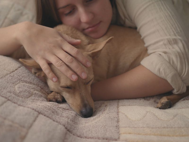 bolestan pas leži dok ga vlasnica mazi na krevetu
