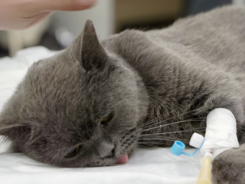 bolesna mačka prikačena na infuziju leži na veterinarskom stolu