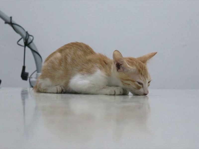 mačka koja pati od trovanja sedi na stolu kod veterinara