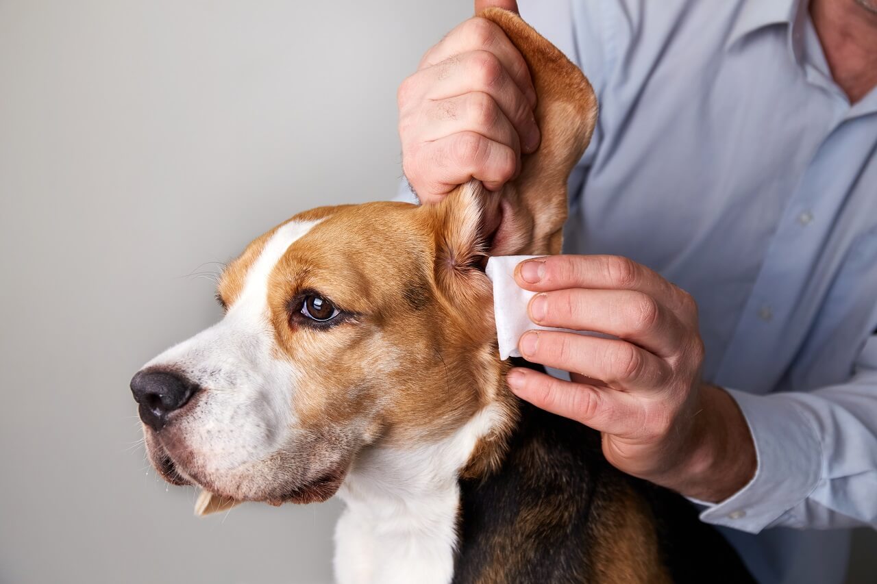Čišćenje ušiju kod pasa i mačaka